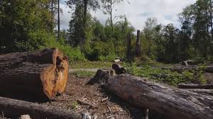 Best Tree Mulching  in Northport, NY
