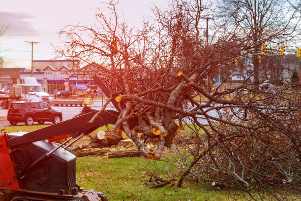 Best Emergency Tree Removal  in Northport, NY